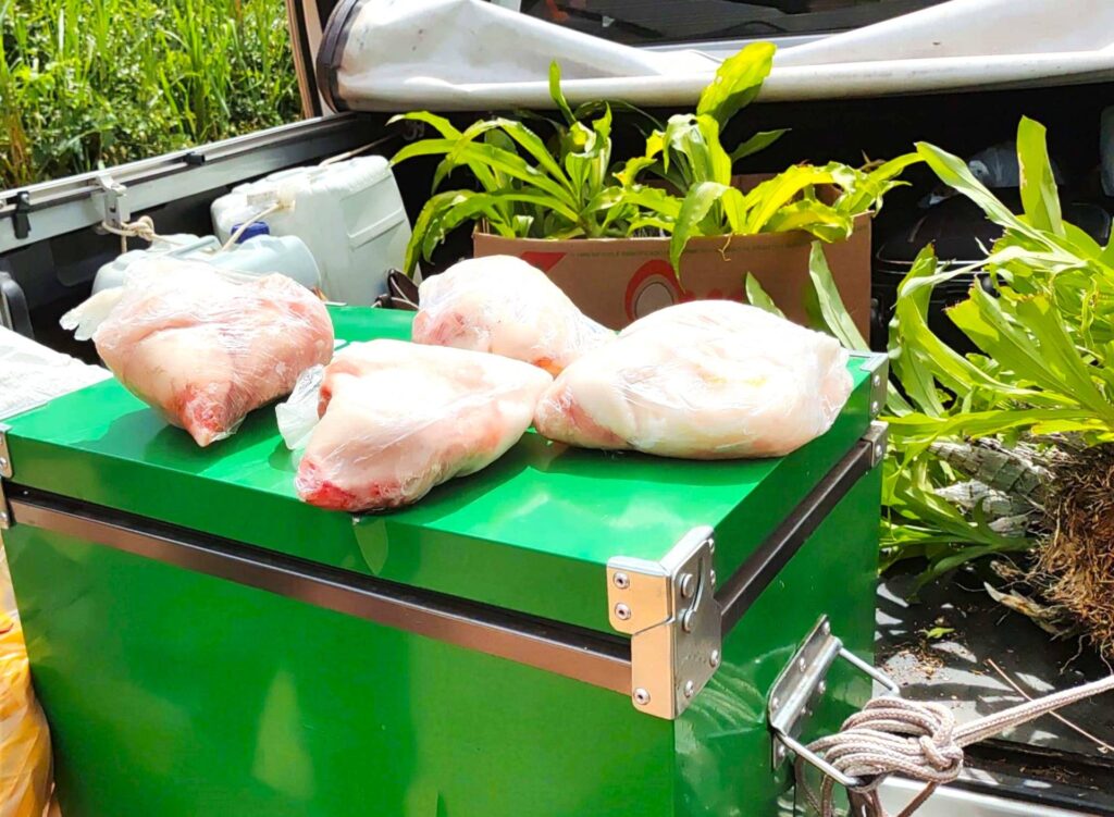 PMA de Corumbá autua homem por transporte de carne de jacaré