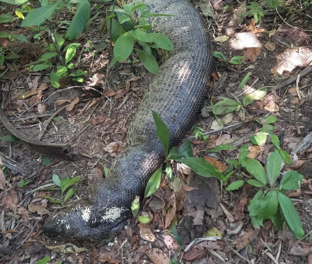 PMA localiza carcaça de sucuri famosa no rio Formoso