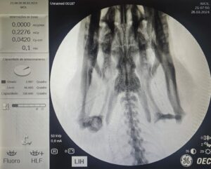 Perícia comprova que sucuri de Bonito não foi baleada e morreu de causas naturais