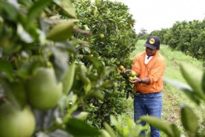Produtores de laranja encontram em Mato Grosso do Sul ambiente propício e seguro para investir