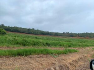 Projeto “Sementes do Taquari” muda cenário de parque com plantio de mudas e recuperação de áreas degradadas