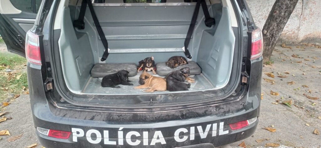 Polícia Civil e Gerência do Bem-Estar Animal Resgatam Seis Cães em Operação de Combate aos Maus-Tratos em Corumbá