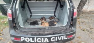 Polícia Civil e Gerência do Bem-Estar Animal Resgatam Seis Cães em Operação de Combate aos Maus-Tratos em Corumbá