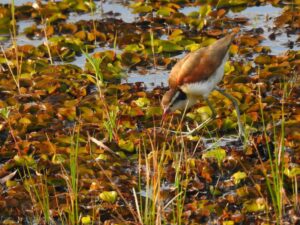 Workshop da UEMS discute o enfrentamento climático com captura de carbono em reserva no sul do Estado