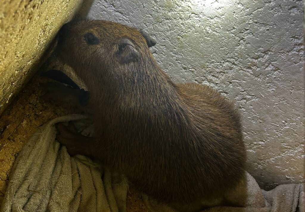Polícia Civil fecha “boca de fumo”, prende homem em flagrante por tráfico de drogas e resgata filhote de capivara que era mantido em cativeiro em Dourados