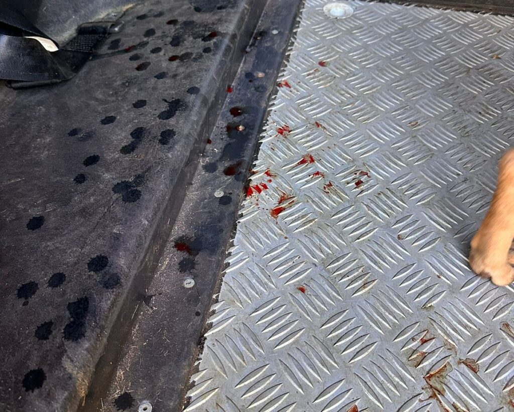 Polícia Civil prende homem pela prática de zoofilia em bairro da Capital