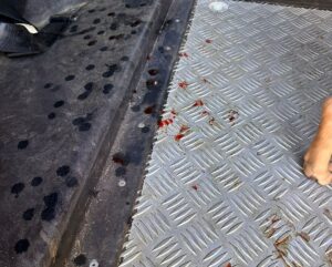 Polícia Civil prende homem pela prática de zoofilia em bairro da Capital