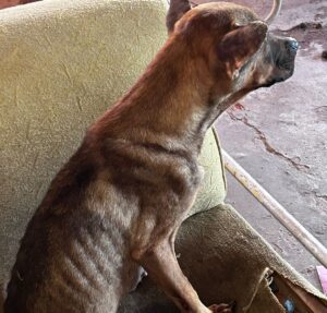 Polícia Civil resgata cães abandonados em imóvel fechado em Corumbá