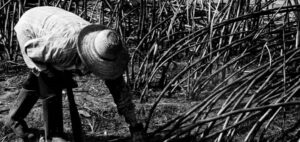 Trabalho escravo é tema de encontro organizado pela Sead nesta terça-feira na Capital